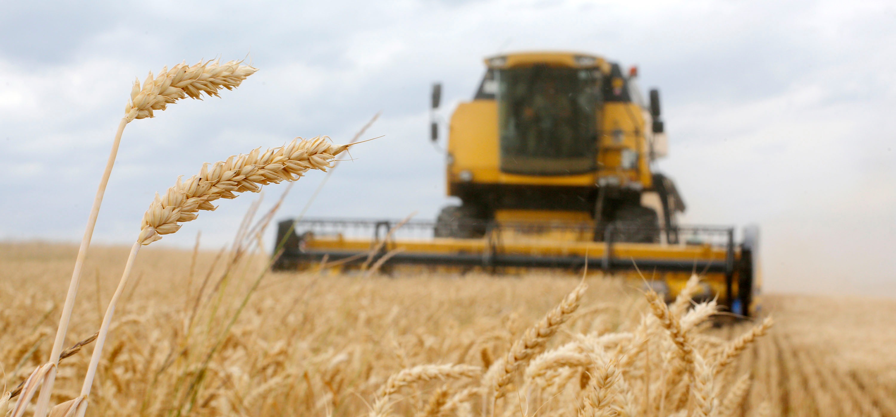 FAO: les perspectives de la production mondiale des céréales en 2022-2023